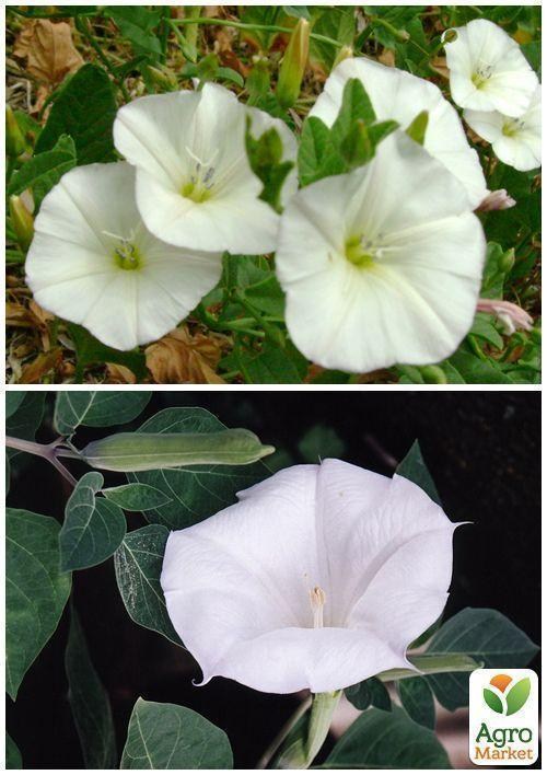 На развес Ипомея белая ТМ "Весна" цена  за 2г - фото 3