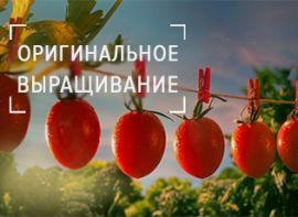 Незвичайні прийоми вирощування звичайних томатів, про які ви не знаєте