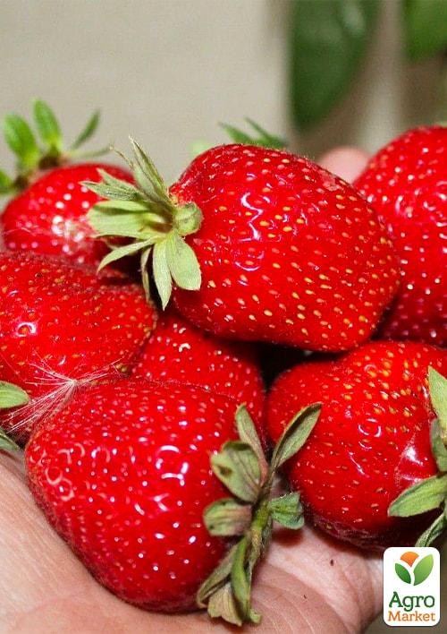 Полуниця "Сельва" Касетна розсада (ремонтантний великоплідний сорт, фермерське вирощування)