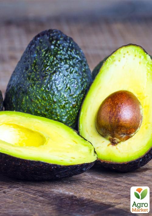 Авокадо (Персея Американская) - фото 3