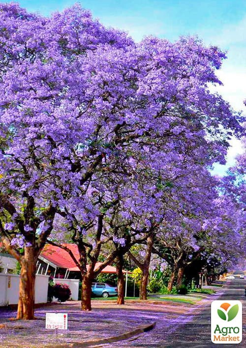 Павловнія повстяна "Імператорська" вазон Р9
