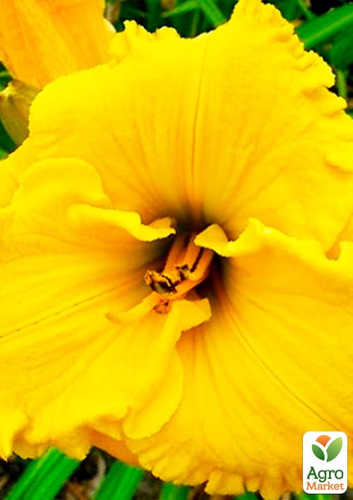 Лилейник "Bill Norris" 1шт в упаковке - фото 5