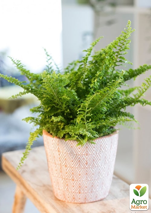 Нефролепис "Green Fantasy" (папоротник комнатный) - фото 6