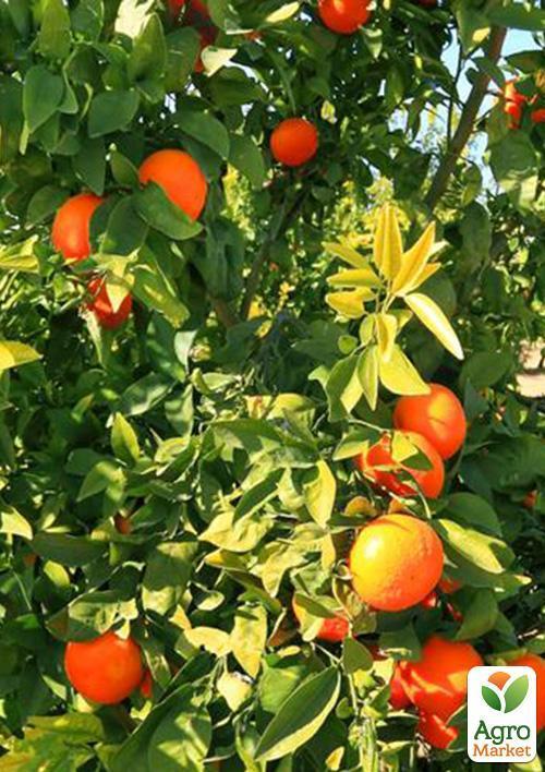 Мандарин "Клементін" - фото 8