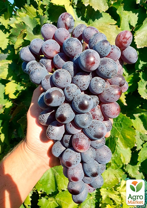 Виноград кишмиш "Пандора" (укорененный саженец в контейнере) - фото 5