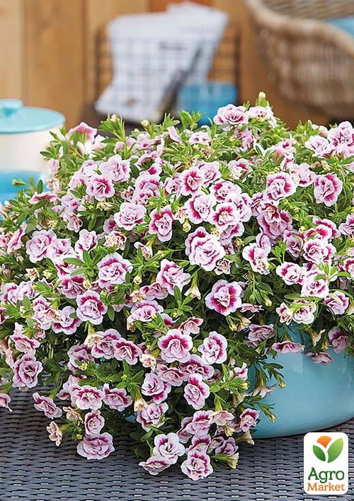 Калибрахоа Uno "Double Pink Tastic" (контейнер №10, высота 10-15см)