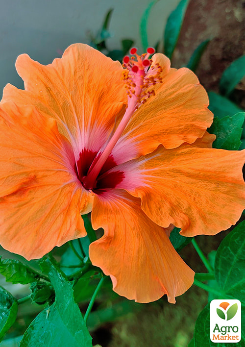 Гибискус комнатный "Boreas Orange"  - фото 6