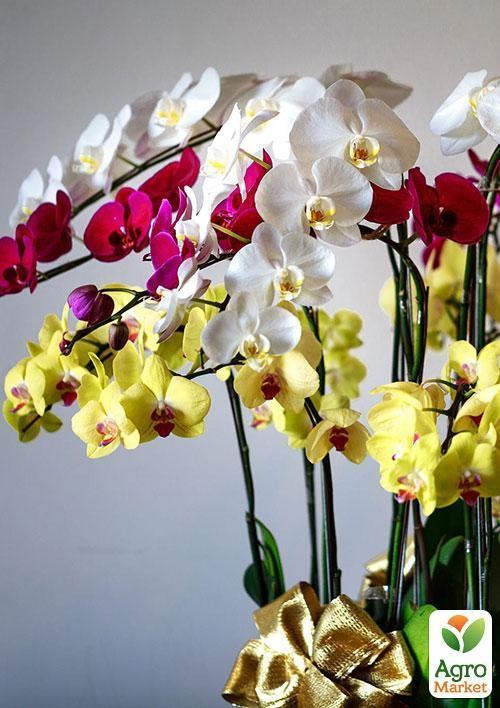 Фаленопсис микс "Phalaenopsis mixed"  дм 12 см выс. 65 см