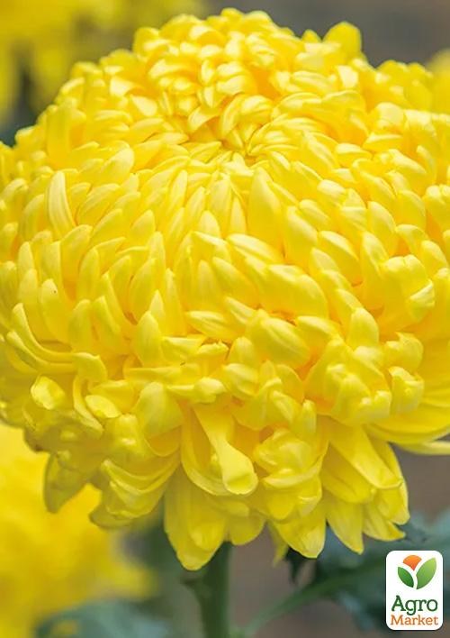 Хризантема  "Bellatia" (низкорослая крупноцветковая)