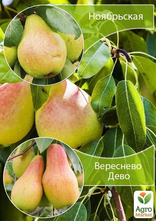Дерево-сад Груша "Вересневе Діво+Листопадня"