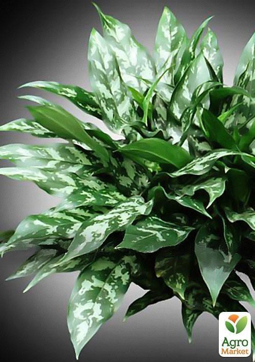 Драцена микс "Dracaena mixed" дм 12 см выс. 25 см