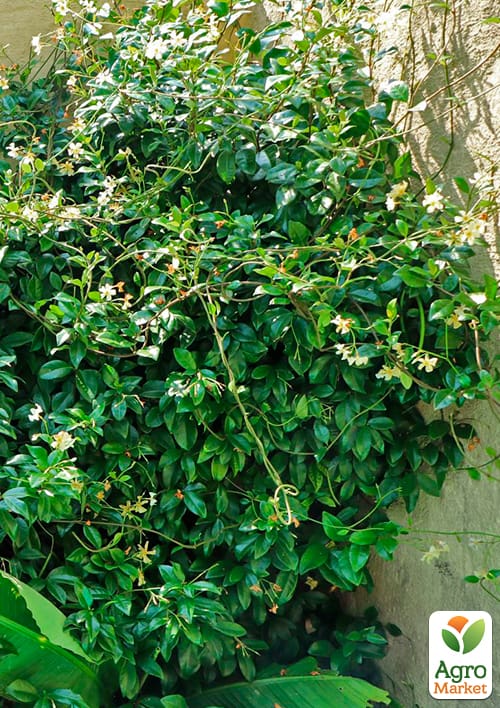 LMTD Трахелоспермум "Jasminoides" висота 50-70см - фото 6