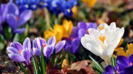 Які квіти посадити на клумбі в саду навесні - корисні статті про садівництво від Agro-Market