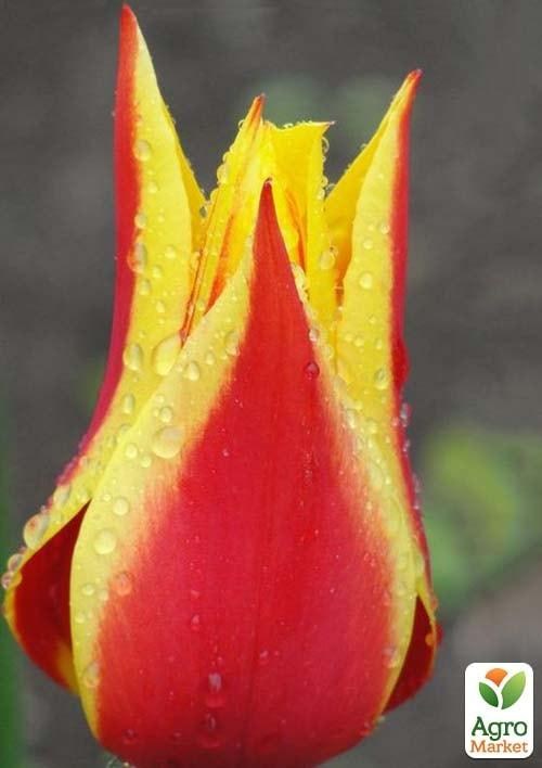 Тюльпан "Synaede King" 3шт в упаковці