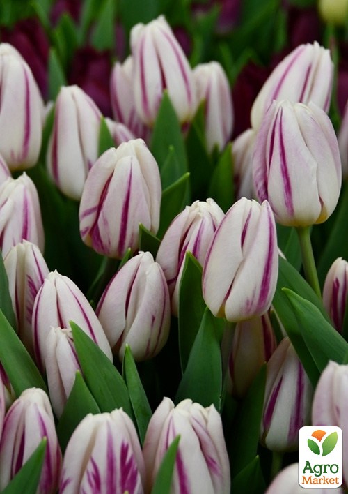 Тюльпан "Flaming Flag" (розмір 11/12, великий) 3шт в упаковці