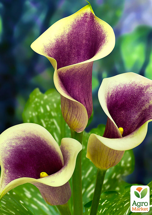 Калла "Picasso" 1шт в упаковке