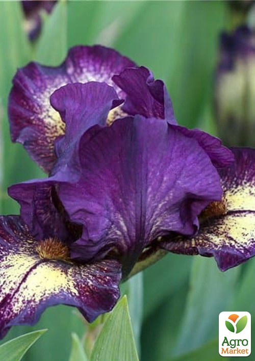 Ірис карликовий "Ballistic" 1шт в упаковці - фото 2