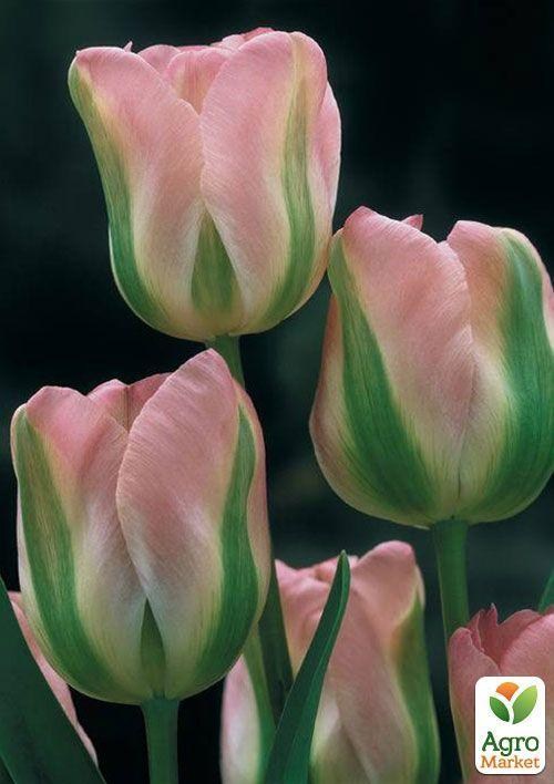 Тюльпан "Groenland" 3шт в упаковке
