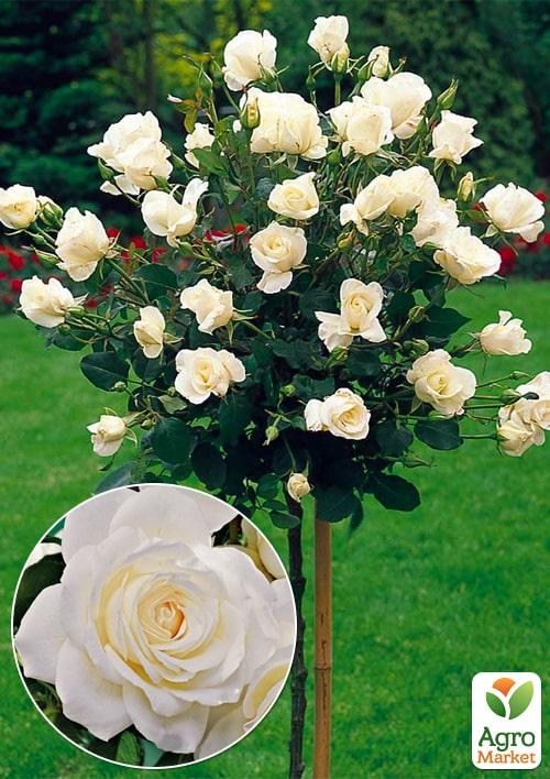 Окулянты Розы на штамбе «Iceberg»