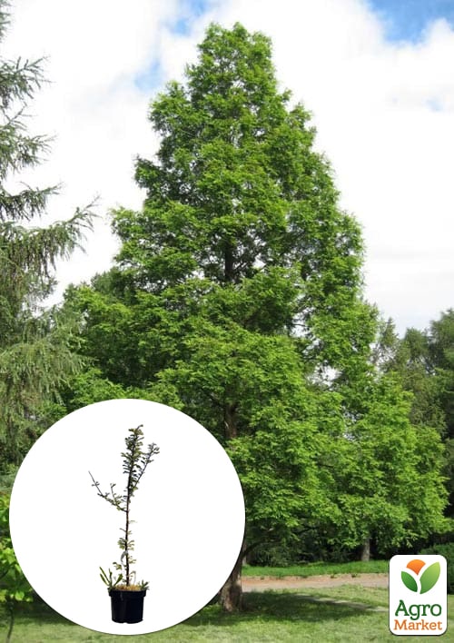 Метасеквойя китайская 5-ти летняя "Glyptostroboides" С5, высота 70-90см