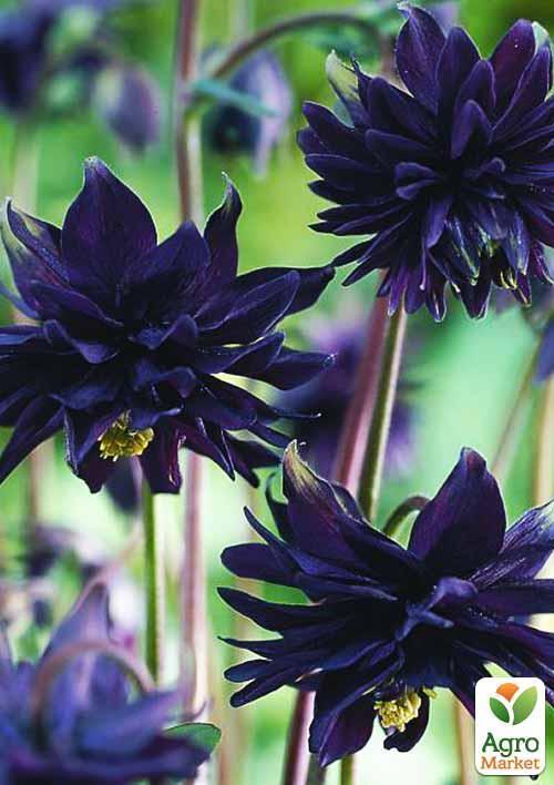 Аквилегия махровая "Black Barlow" 1шт в упаковке