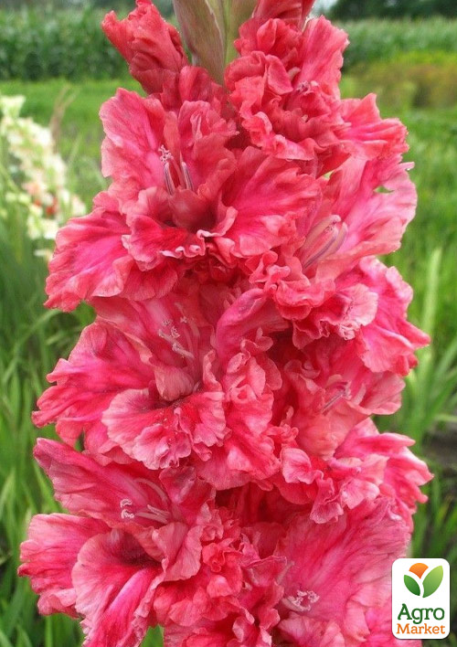 Гладиолус "Vabene" 3шт