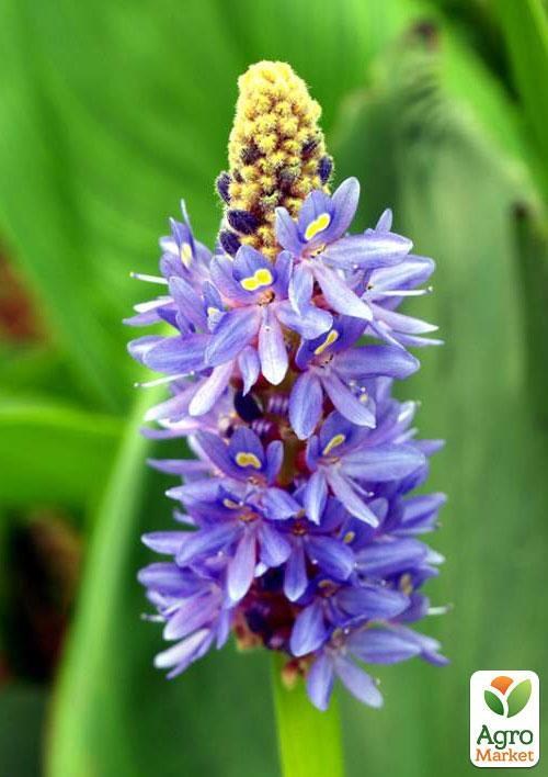 Понтедерия сердцевидная