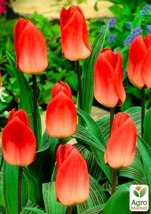 Тюльпан "Diantha" 3шт в упаковке