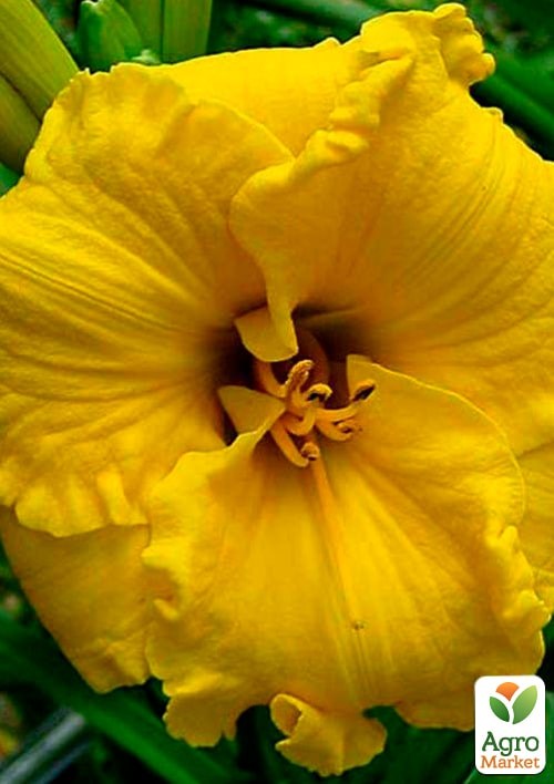 Лилейник "Bill Norris" 1шт в упаковке - фото 4