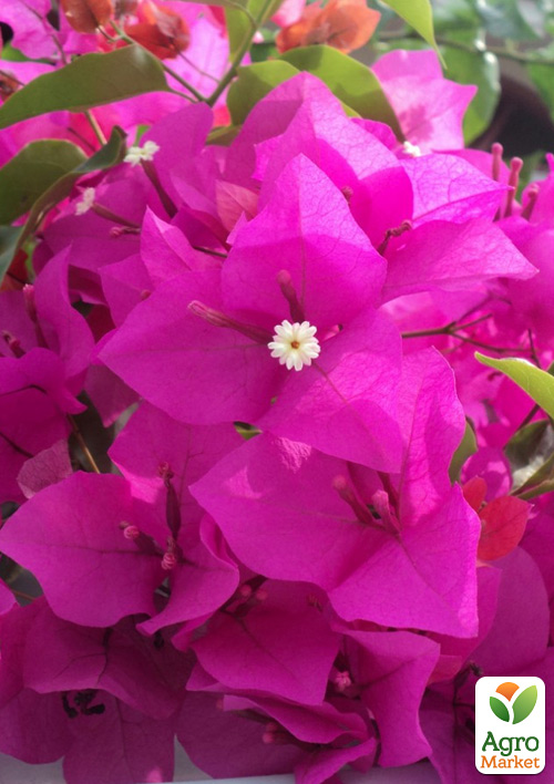 Бугенвиллия Бразильская