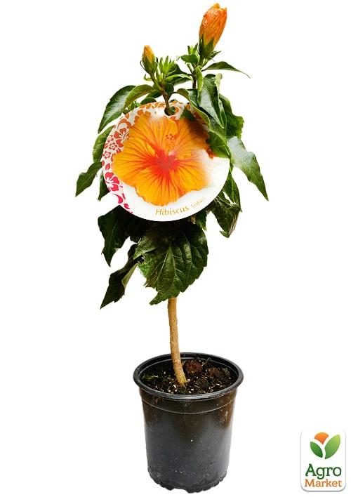 Гибискус на штамбе "Sunny Bordeaux" - фото 7