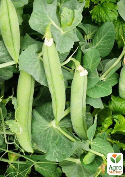 Горох овочевий "Мегасайз" ТМ "Lark Seeds" 100000шт