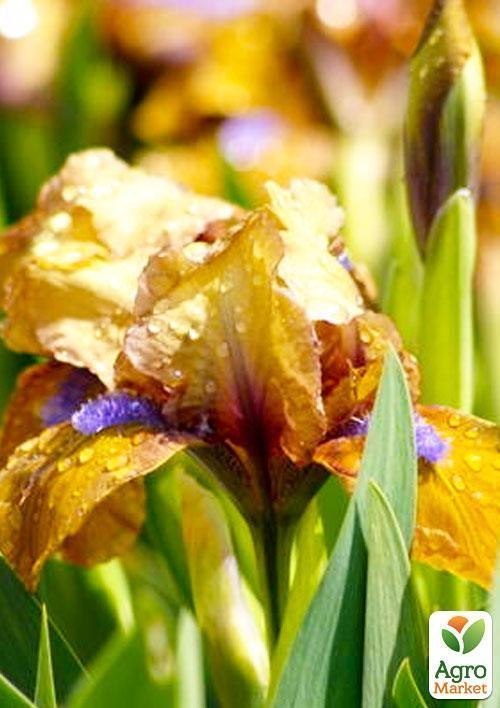 Ірис карликовий "Stockholm" 1шт в упаковці - фото 2