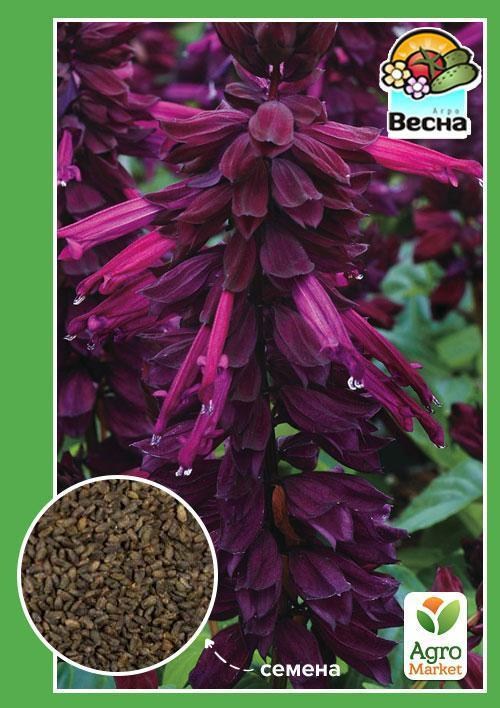 Сальвія "Лілова" ТМ "Весна" 0.25г