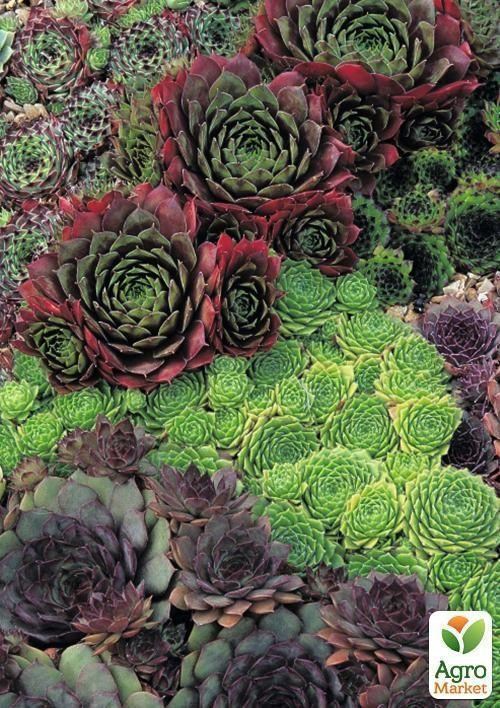 Молодило (микс) `Sempervivum` (контейнер Р9)