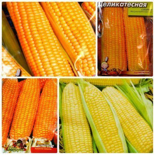 Комплект семян кукурузы "Сахарный деликатес" 5уп
