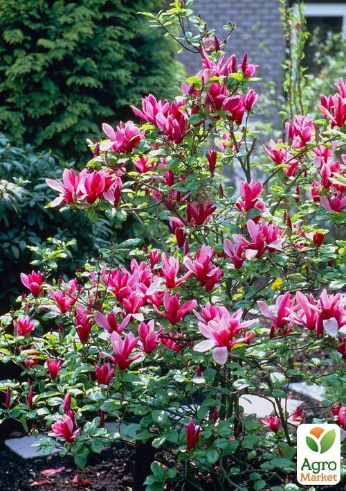 Магнолия Лилиецветная "Nigra"  - фото 6