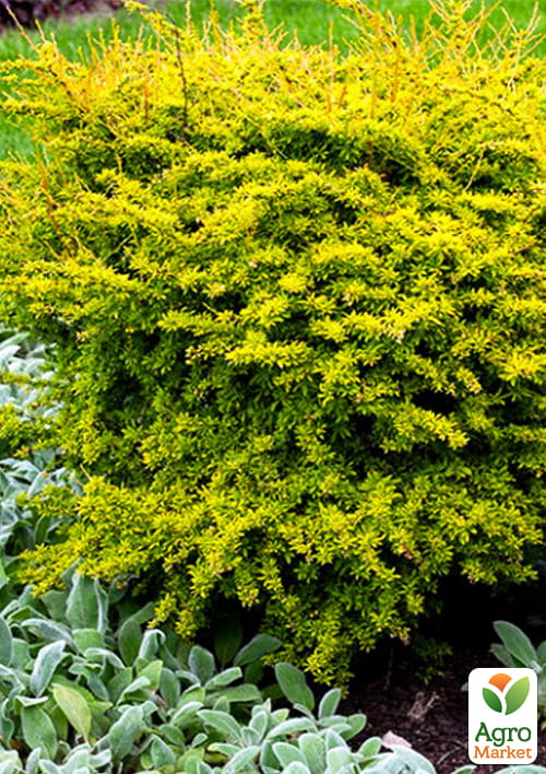 Барбарис Тунберга 2-х летний "Golden Dream" С2