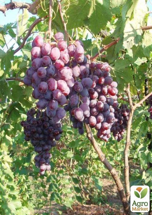 Виноград "Рыночный" - фото 3