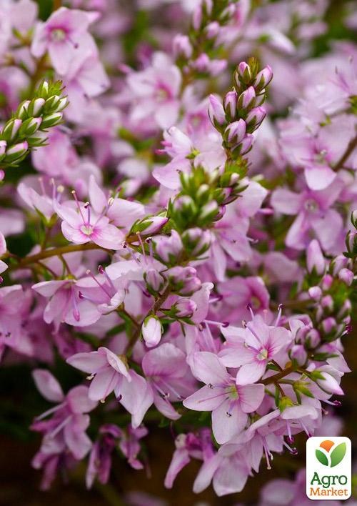 Вероника Простертая "Mrs Holt" (цветущий ковер)