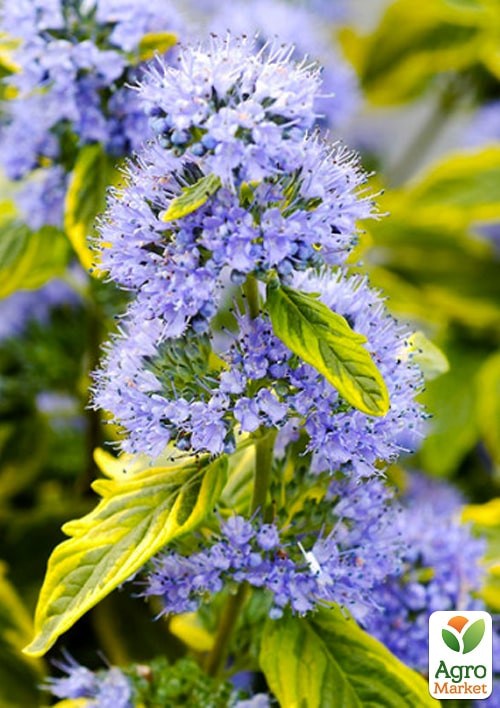 Каріоптеріс "Summer Sorbet" - фото 4