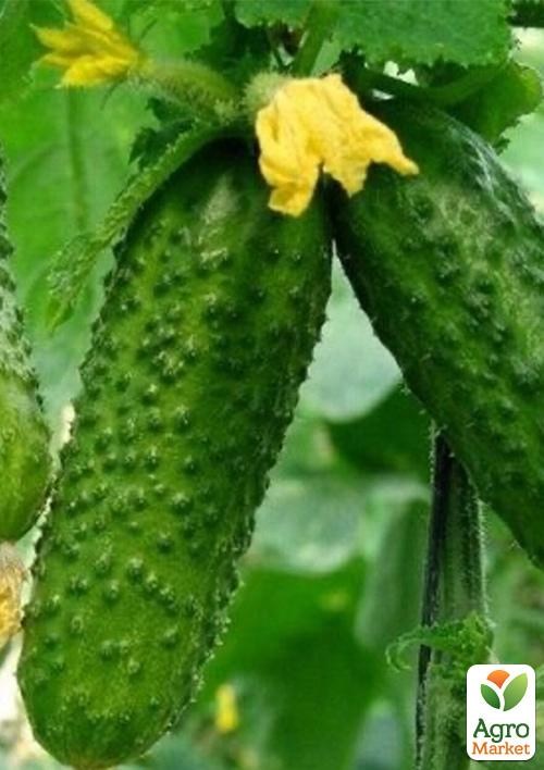 Огурец "Придунайский" ТМ "Vesna Select" 0.5г