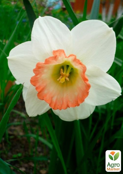 Нарцисс "Pink Charm" (размер 12/14 , крупный) 3шт в упаковке