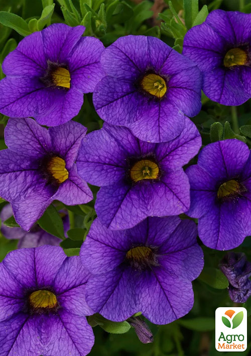 Калибрахоа Mini Famous Neo "Royal Blue" 