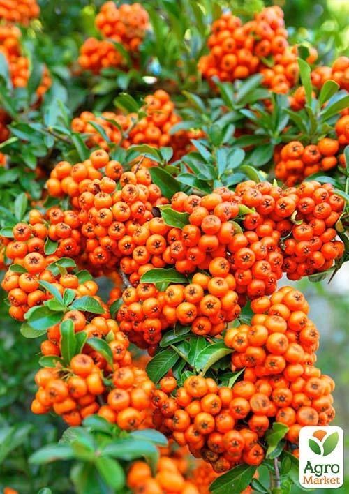 Пираканта узколистная "Orange Glow" - фото 4