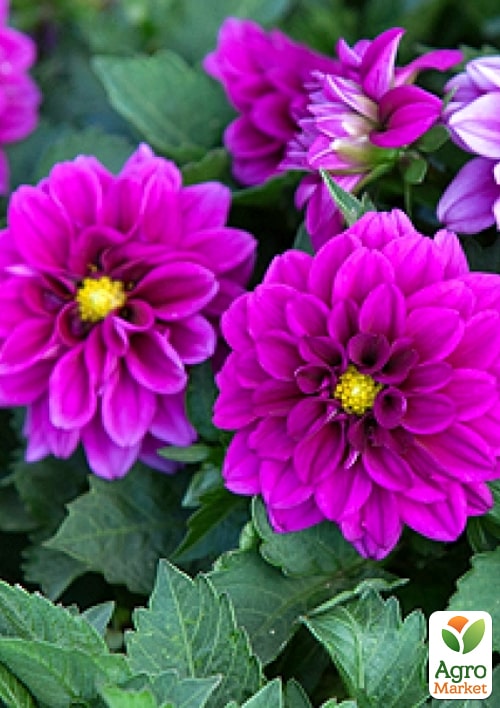LMTD Георгина низкорослая крупноцветковая "Figaro Violet" (цветущая) - фото 5