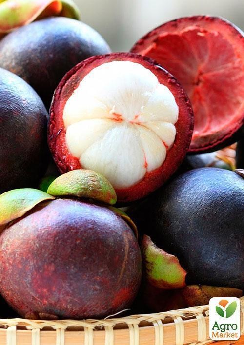 Мангостан "Трійнята" ТМ "Vesna Exclusive" 3шт - фото 2