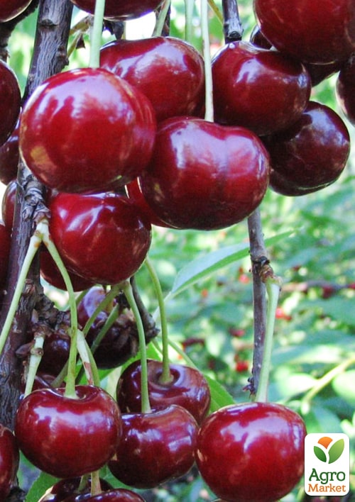 Вишня "Шалунья" (летний сорт, среднеранний срок созревания)