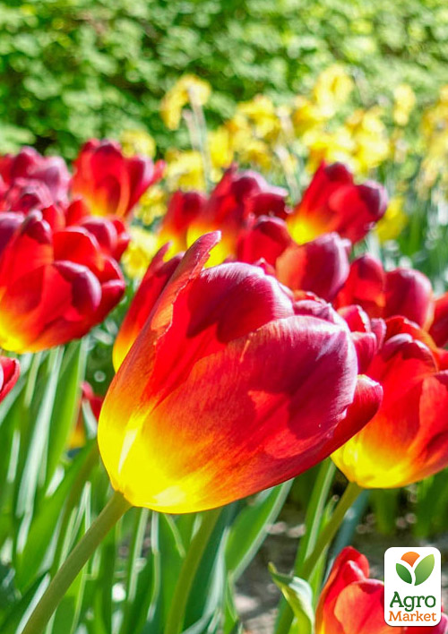 Тюльпан "Amberglow" - фото 4