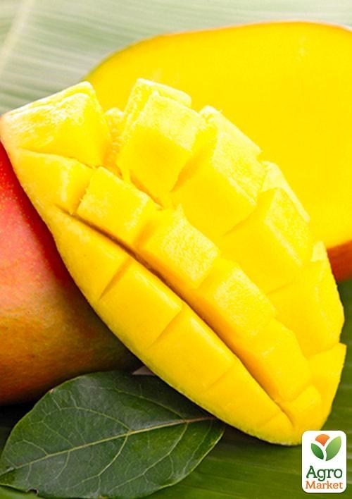 Манго (Mangifera indica) - фото 2